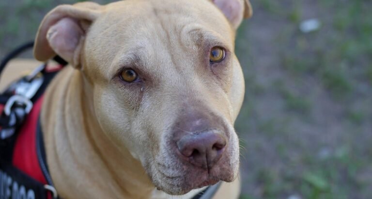 A pit bull service dog with a red harness