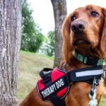 Why Dogs Can Be So Healing for Kids
