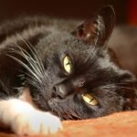 The inner lives of cats: what our feline friends really think about hugs, happiness and humans