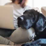 A black dog is resting its head on a woman's knee