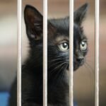 A black kitten is looking through animal cage bars waiting to be adopted