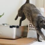 What is health-monitoring cat litter, and how does it help detect when your cat is sick?