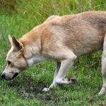 Dogs are great sniffers. A newfound nose-to-brain connection helps explain why