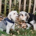 Male dogs four times more likely to develop contagious cancer on nose or mouth than females