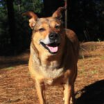 ASK THE VET: High fiber, protein diet helps keep spayed, neutered pets from growing fat
