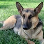 Male dogs are more likely to develop contagious nose cancer from sniffing other dogs’ genitals