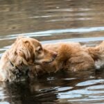 Study finds Nova Scotia has highest rate of leptospirosis in dogs