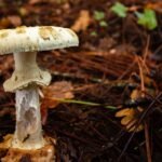 ‘Death Cap’ Mushrooms Pose Threat to Dogs