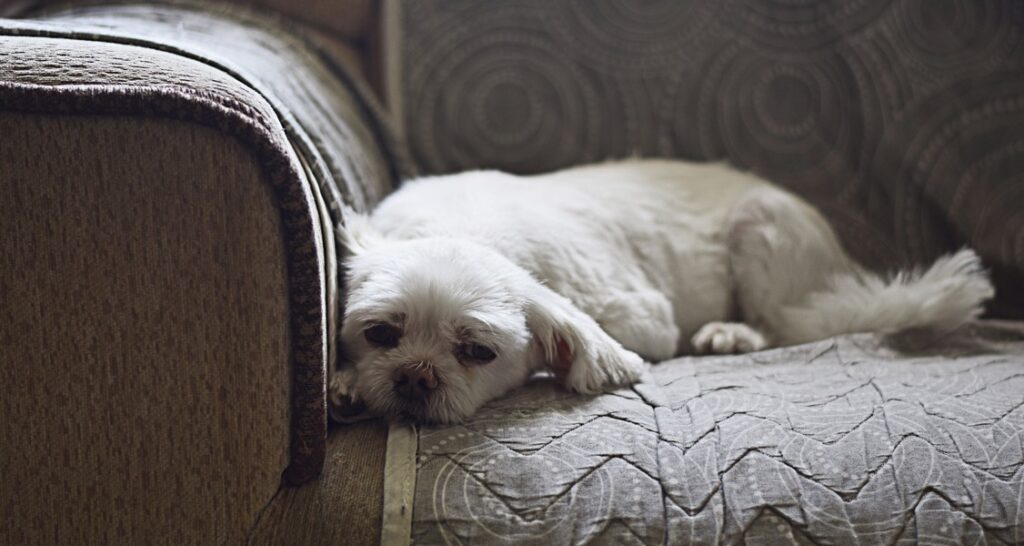 A small white dog is resting on a couch