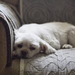 Urine luck: A new test for canine bladder and prostate cancer