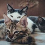 A New Study on the Behaviour of Hoarded Cats
