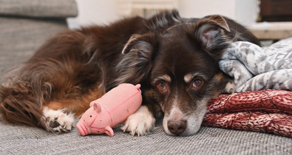 An Australian shepherd dog is sitting with a toy