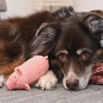 Genetic risk factor identified for cryptorchidism in dogs