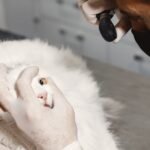 UC Davis Launches Clinical Trials to Treat a Deadly Coronavirus Disease in Cats