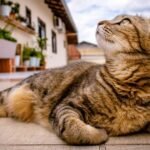 The Outdoor Cat: Neighborhood Mascot or Menace?