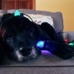 Keeping your pets safe during the holiday season