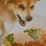 Your Dog’s Gut Microbes Change Quickly With New Diet