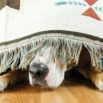 Ways To Help Comfort Your Dog During a Storm