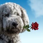 Adopting shelter dogs is a lot like dating (minus that first visit to Starbucks)