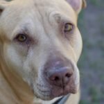 Service dogs’ impact on children with ASD to be explored