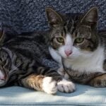 New Study Links Cat Hormones and Gut Microbiomes to Their Social Behavior