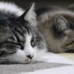 Veterinary medicine researchers awarded grant to study heart disease in cats