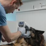 Using Artificial Intelligence to Predict Life-Threatening Bacterial Disease in Dogs