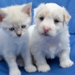 Feeding for optimal growth: nutrition for puppies and kittens from weaning to adulthood