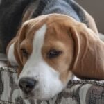 US Canine Influenza Outbreaks and Vaccination Decisions