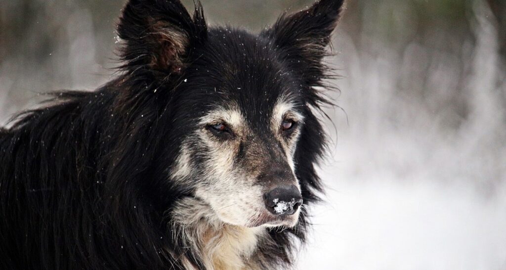 Border Collie outside in the snow