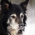 Extreme Cold Weather, Guelph Humane Society reminder to keep pets indoors