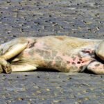 ASK THE VET: Gastropexy protects dog’s stomach from dangerous twisting