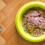 Snacking on cat food won’t do your dog any favors — here’s why and how to ensure your dog eats a balanced diet