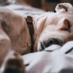 BG veterinarians see spike in holiday-anxious pets with GI problems