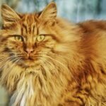 A ginger Norwegian Forest cat is sitting outside