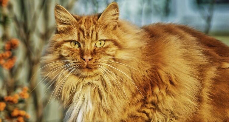 A ginger Norwegian Forest cat is sitting outside