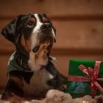 Considering a pet for the holidays? Here’s what you should know about budgeting before you commit