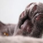 The ugly truth about declawing cats