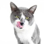 What medication flavors do cats prefer? Science says none.