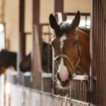 4 Things To Consider When Building Your Horse Barn