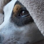 Cryotherapy: Treating Pet Tumors Through Proven Science