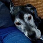 Better Care for Aging Dogs and Their Aging People