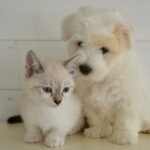 Beware kitten and puppy scams, as pandemic leads to spike in pet ripoffs
