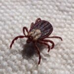 Vet group funds new parasiticides environment impact research