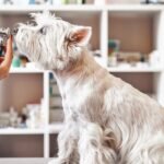 A West Highland White Terrier is sniffing a stethoscope on an exam table