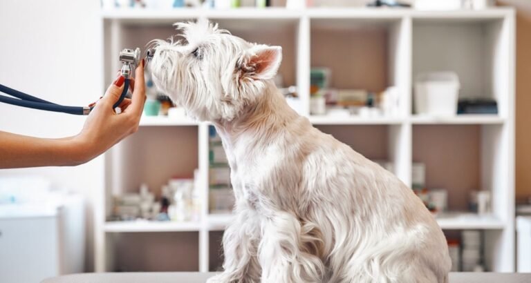 A West Highland White Terrier is sniffing a stethoscope on an exam table