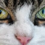 Why Do Cats’ Eyes Glow in The Dark?