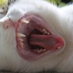 Cat Owners Can (Almost) All Agree on One Thing