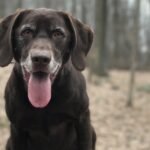 Impact of stress, temperament on working dogs to be explored in new research