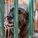 Contentious commercial dog ban necessary to prevent the spread of rabies, says veterinary association